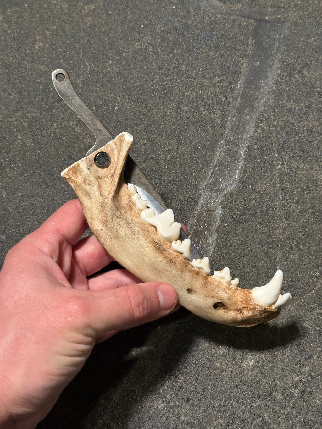 handmade coyote jaw knife | handmade kojoten kiefer messer