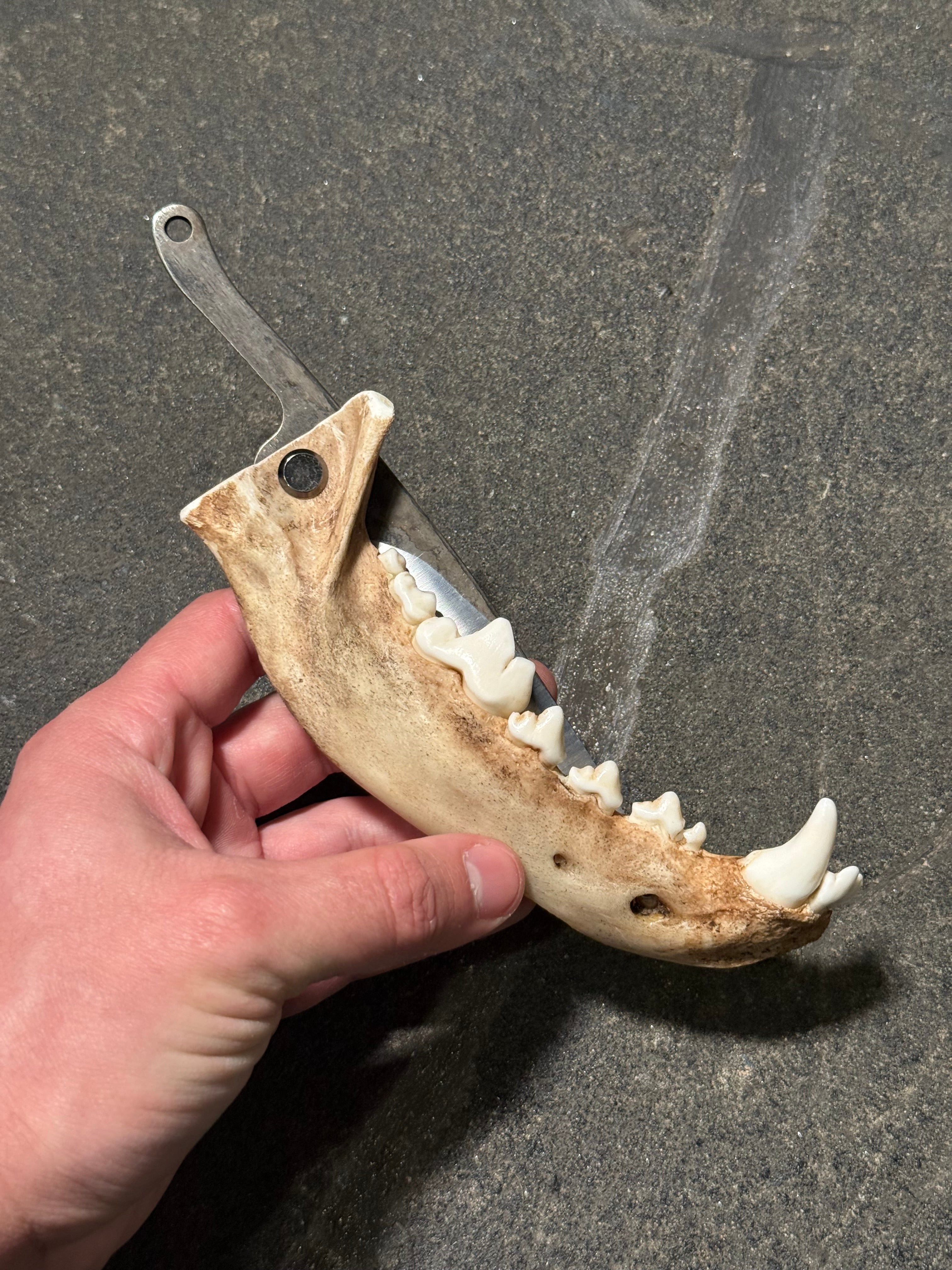 handmade coyote jaw knife | handmade kojoten kiefer messer
