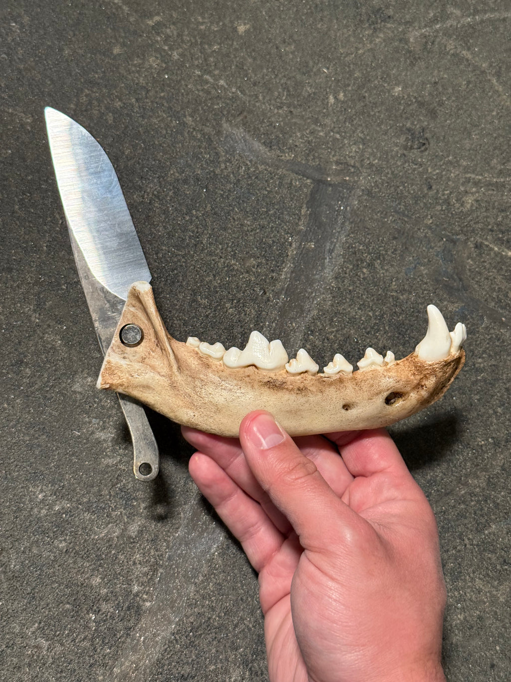 handmade coyote jaw knife | handmade kojoten kiefer messer