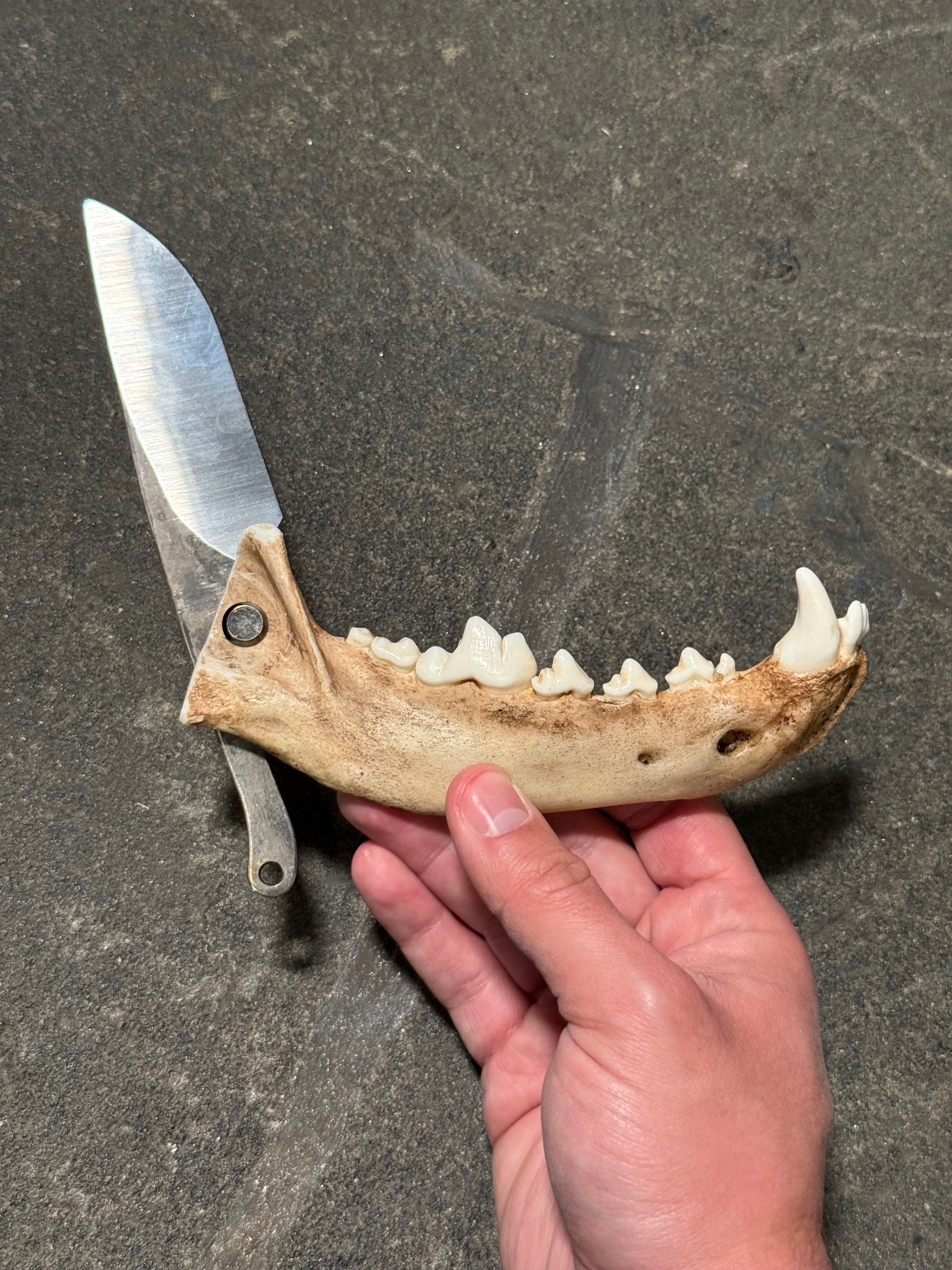 handmade coyote jaw knife | handmade kojoten kiefer messer
