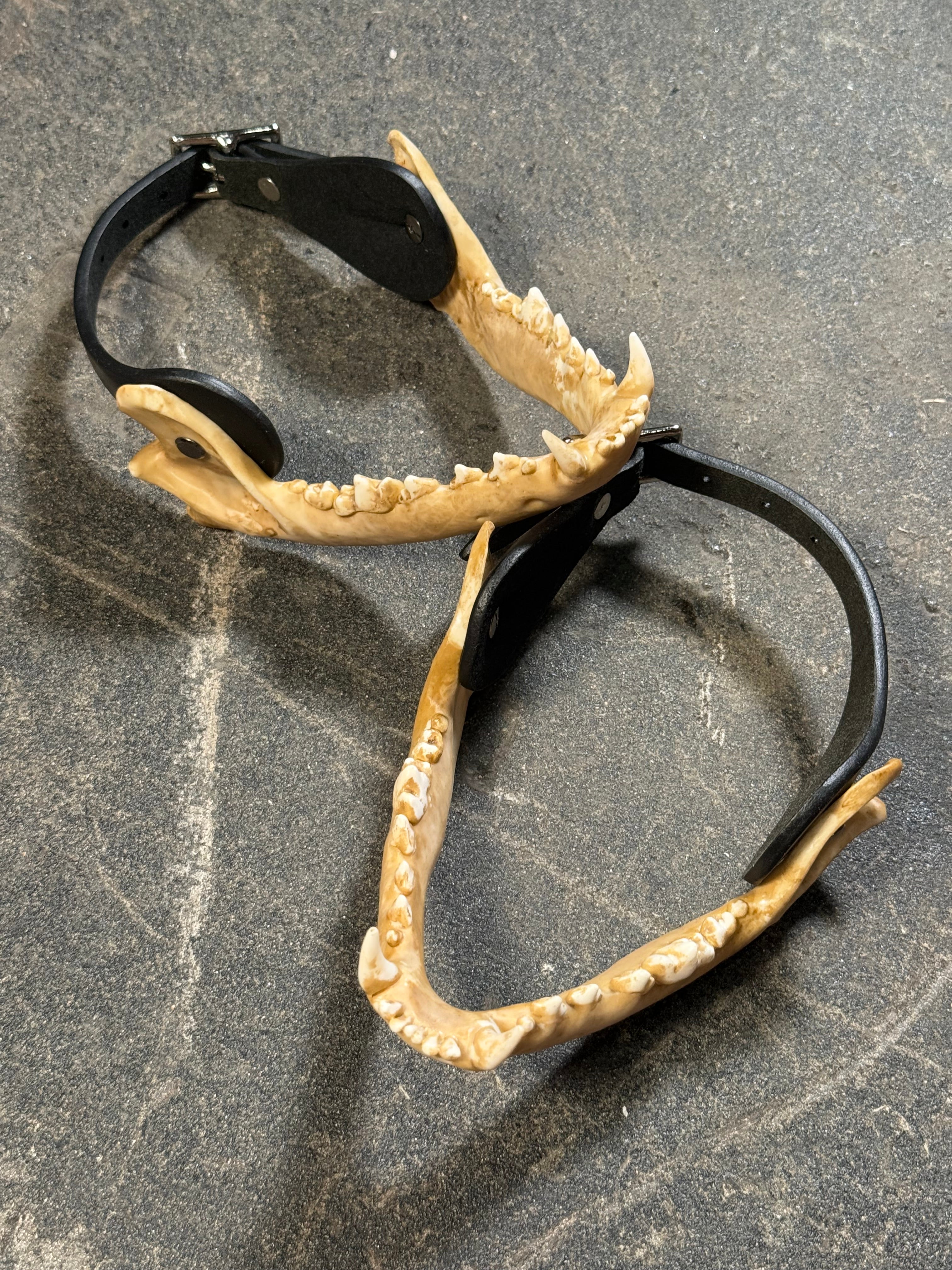 handmade coyote jaw spur straps set | kojoten kiefer stiefelriemen set