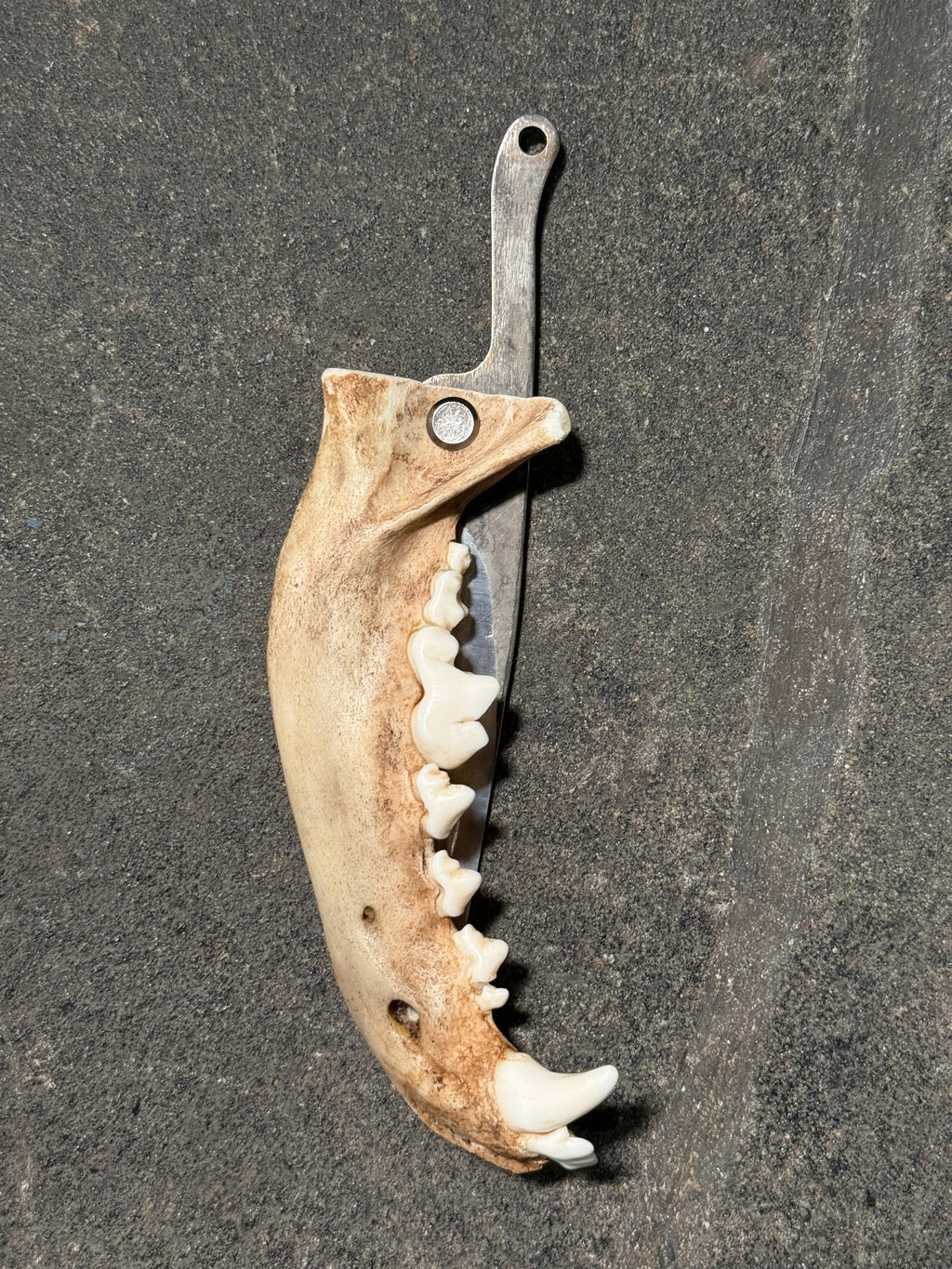handmade coyote jaw knife | handmade kojoten kiefer messer