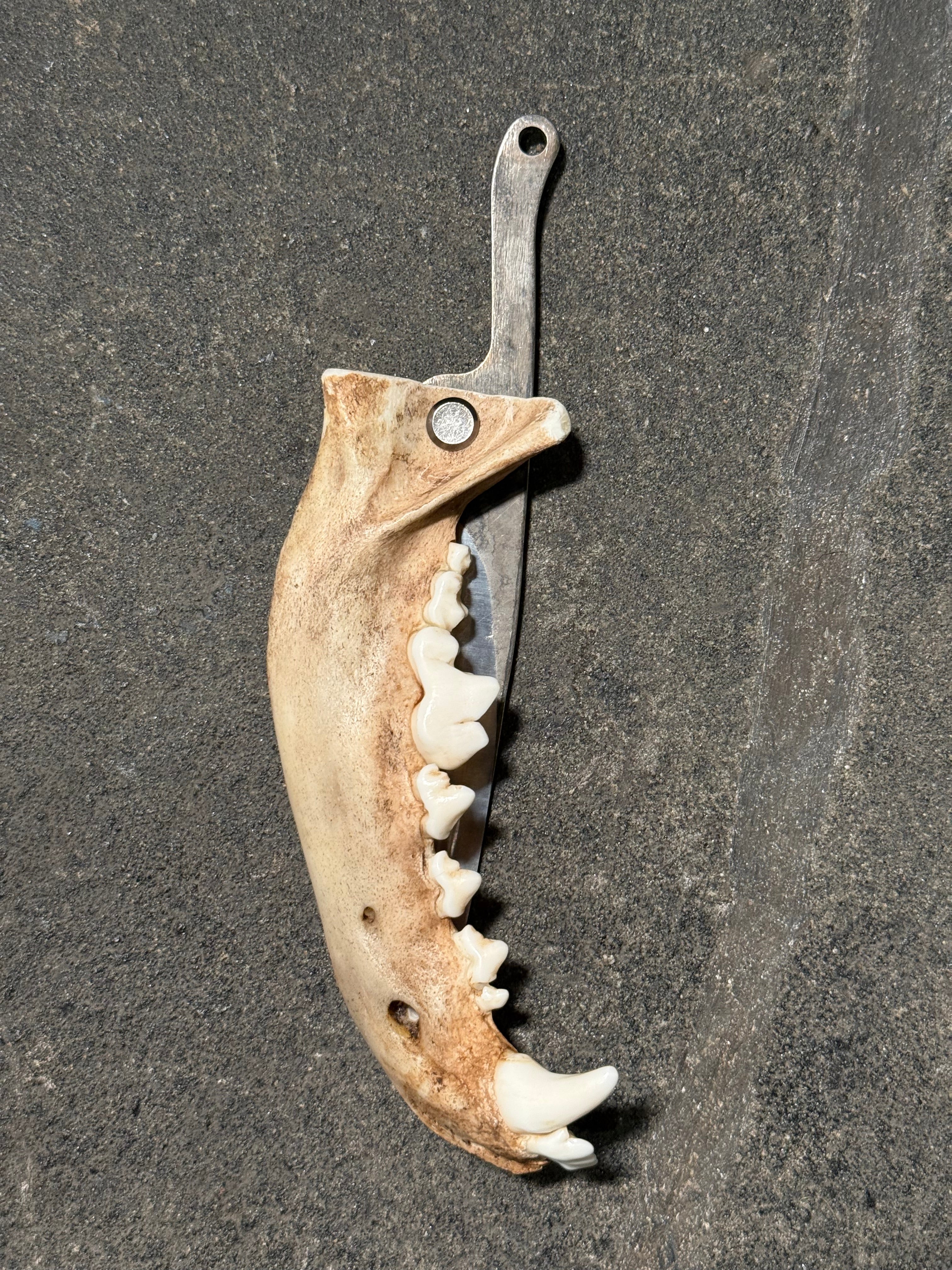 handmade coyote jaw knife | handmade kojoten kiefer messer