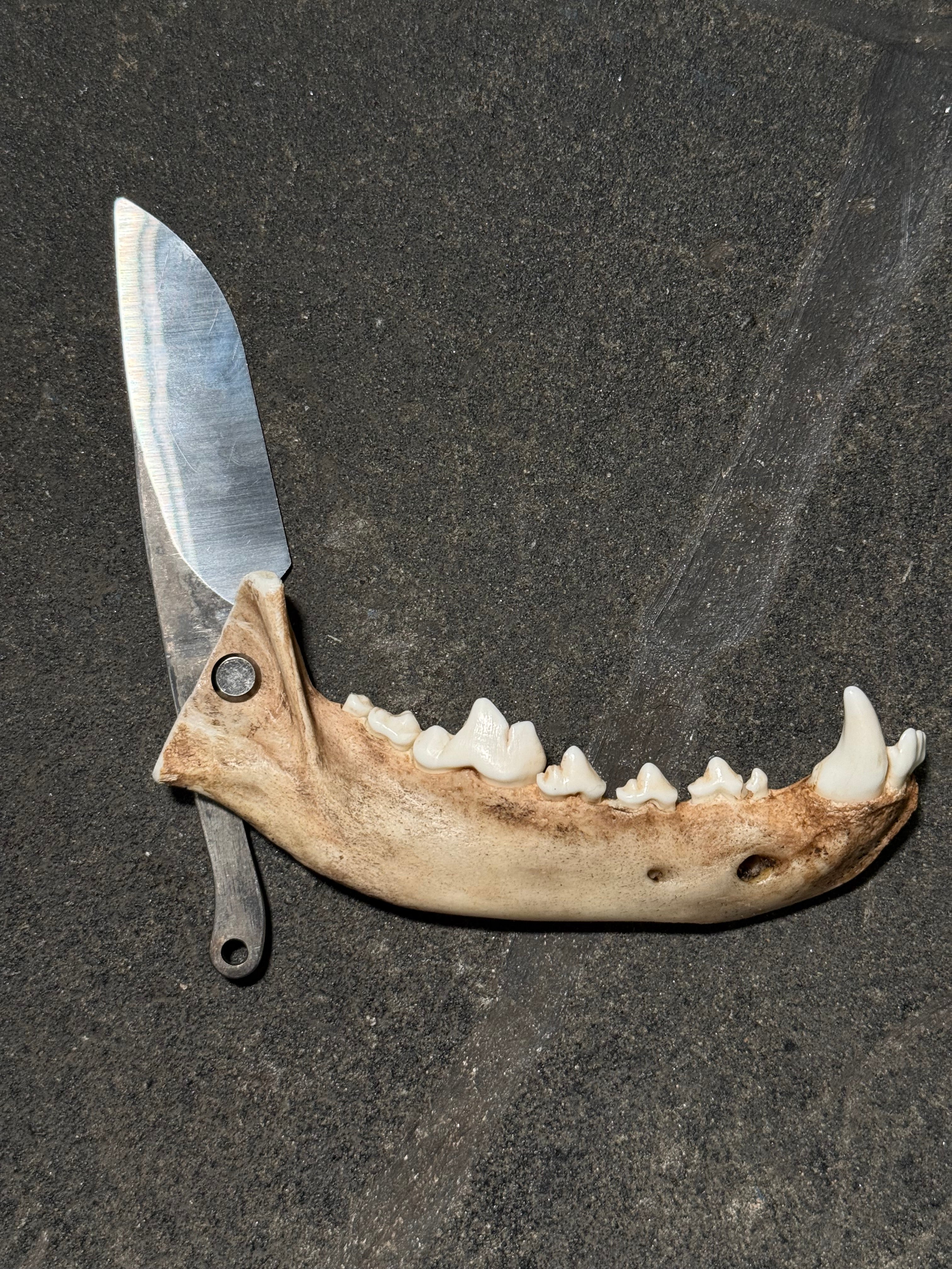 handmade coyote jaw knife | handmade kojoten kiefer messer