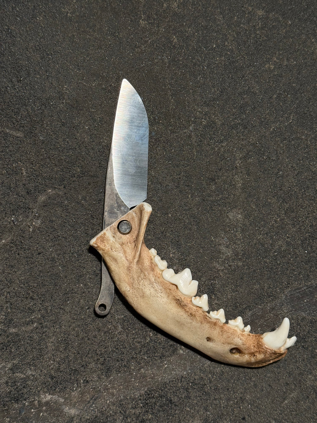 handmade coyote jaw knife | handmade kojoten kiefer messer