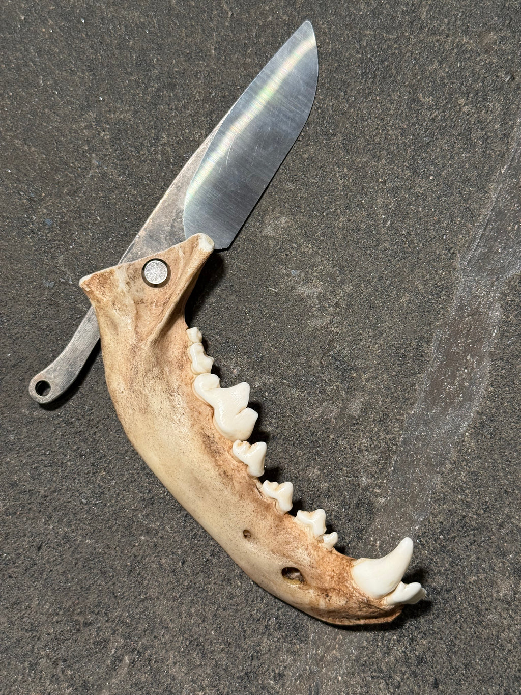 handmade coyote jaw knife | handmade kojoten kiefer messer