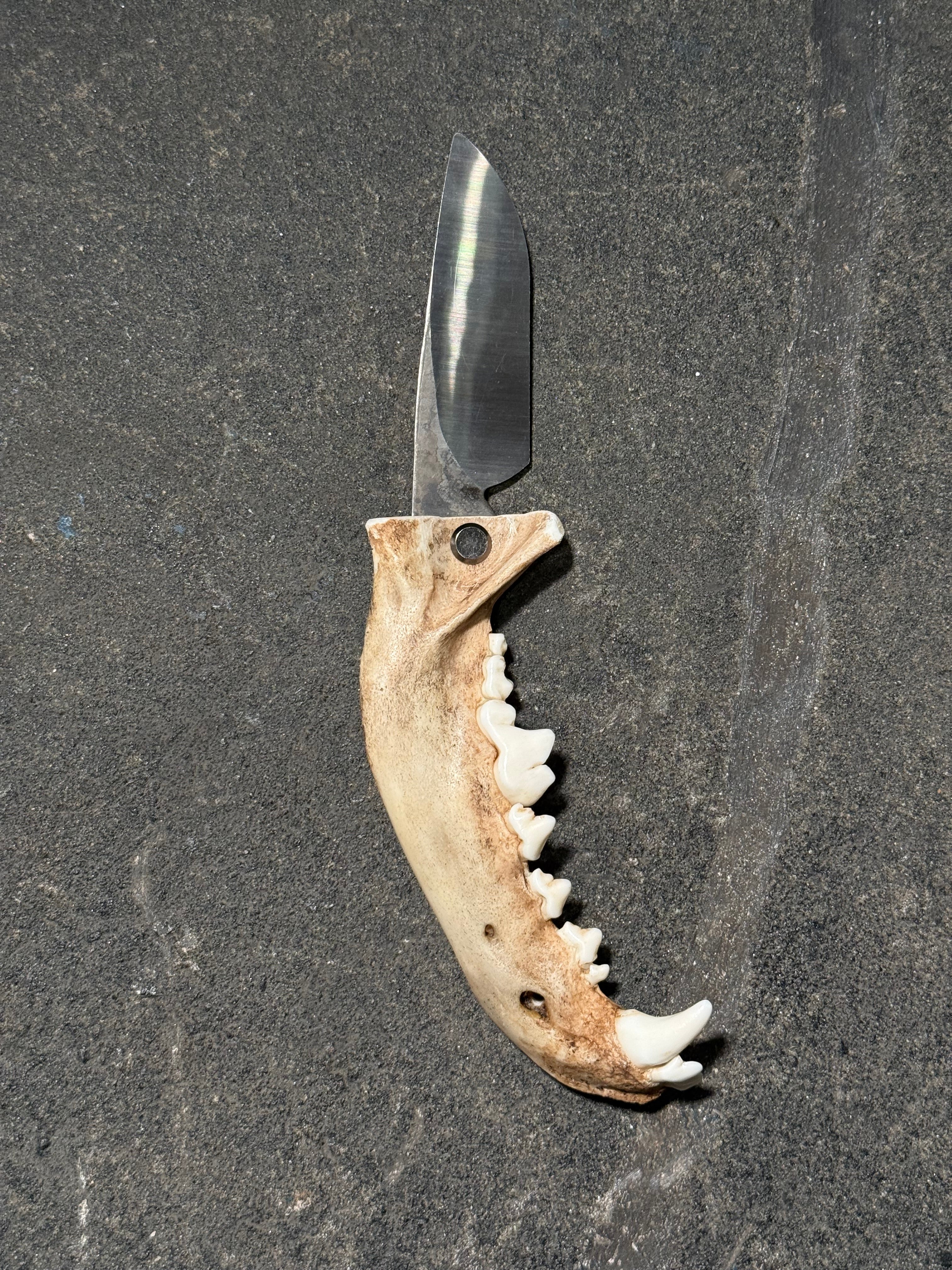 handmade coyote jaw knife | handmade kojoten kiefer messer
