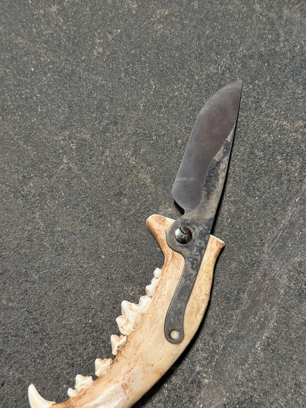 handmade coyote jaw knife | handmade kojoten kiefer messer